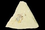 3" Fossil Fish (Diplomystus Birdi) - Hjoula, Lebanon - #162752-1